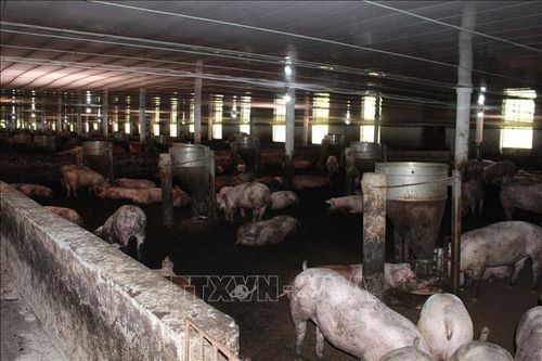 'Chạy đua' xử lý các cơ sở chăn nuôi nằm ngoài vùng quy hoạch