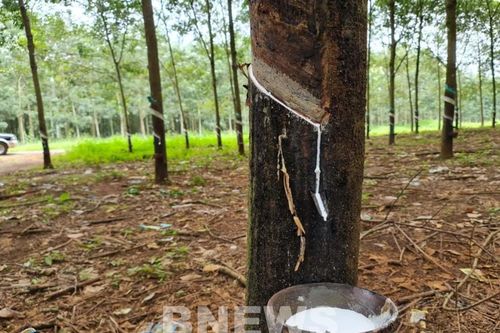Hiệu quả từ mô hình sản xuất cao su tiểu điền bền vững