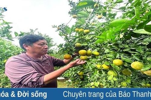 Cây cam, cây quýt ở vùng cao xứ Thanh