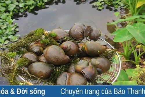 Con ốc cũng nói nên câu chuyện