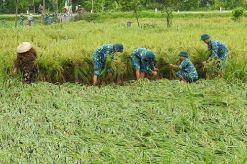Kỳ tích phục hồi sản xuất nông nghiệp sau thiên tai