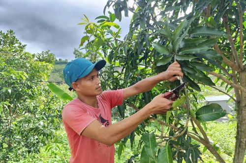 Cây ăn quả 'bén rễ' trên đất khó Sơn Tân