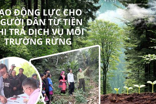 Tạo động lực cho người dân từ tiền chi trả dịch vụ môi trường rừng