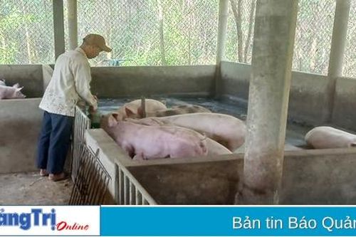 Người dân Vĩnh Linh tăng thu nhập nhờ nuôi lợn