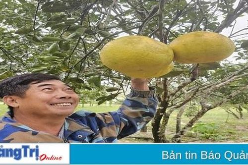 Hiệu quả xây dựng vườn mẫu ở Hải Chánh