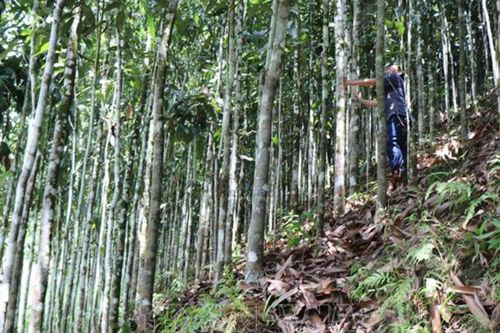 Công ty TNHH Hương Quế Trà Bồng: Góp phần phát triển bền vững vùng nguyên liệu
