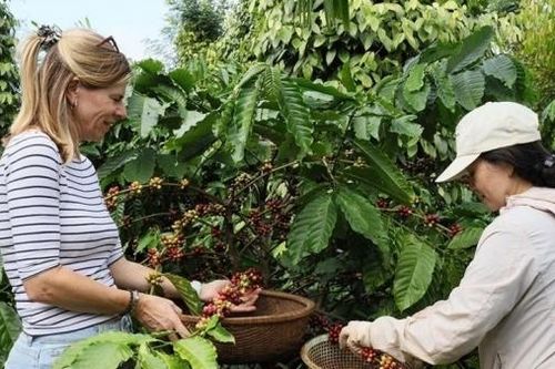 Đắk Lắk: Trải nghiệm hái cà phê, cơ hội phát triển du lịch canh nông