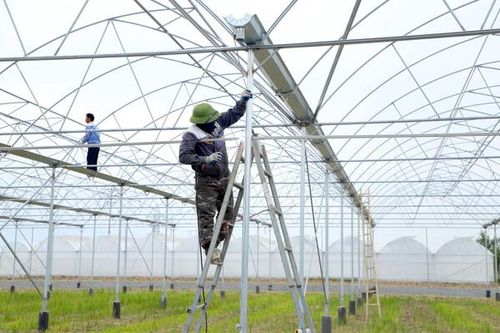 Hải Dương: Đẩy mạnh sản xuất nông nghiệp trong nhà màng, hướng tới phát triển bền vững