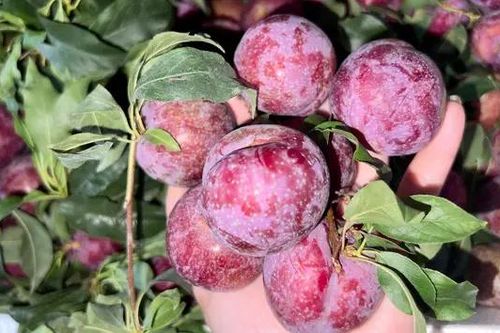 Mận hậu trái vụ xuất hiện sớm, giá từ 140.000-220.000 đồng/kg