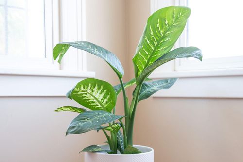 Trồng cây vạn niên thanh trong nhà có lợi ích gì?