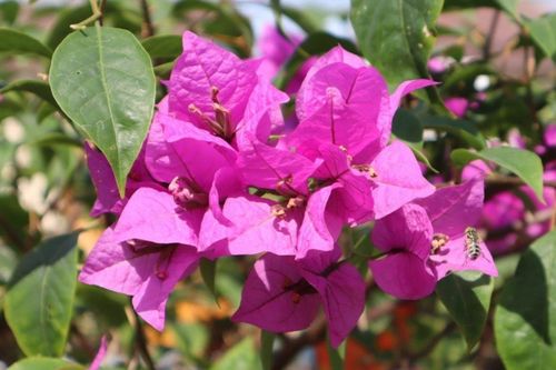 Làm thế nào để cây hoa giấy trổ bông đúng dịp Tết?