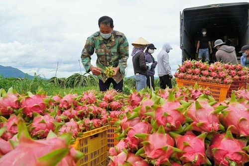 Tỉnh nào trồng nhiều thanh long nhất Việt Nam?