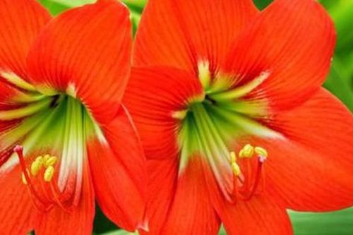 Ý nghĩa phong thủy tuyệt vời của hoa loa kèn nước và vị trí để hoa loa kèn nước trong nhà mang lại sự hài hòa cho gia đình