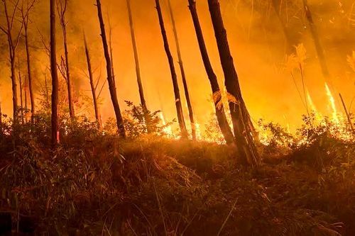 Cháy rừng trong đêm, huy động hơn 300 người khẩn trương dập lửa
