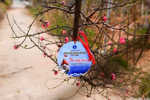 Đào, quất Hà Nội 'vượt sóng' đến Trường Sa