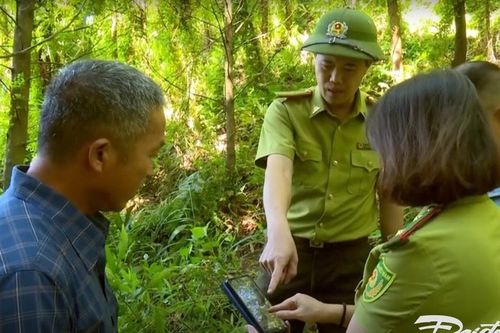 Trồng rừng FSC Thái Nguyên:Đầu tư nhỏ, nguồn lợi lớn