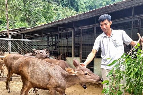 Làm giàu từ nuôi nai kết hợp trồng cây ăn quả