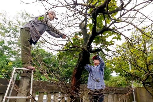 Mưa lạnh kéo dài, nhà vườn hối hả xuống lá mai