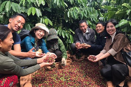 Cà-phê Việt Nam trước cơ hội chi phối thị trường toàn cầu