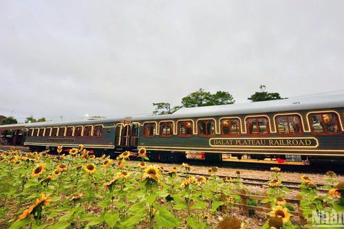 Quyến rũ đoàn tàu du lịch 'hoàng hậu' ngắm cảnh xứ mộng mơ Đà Lạt