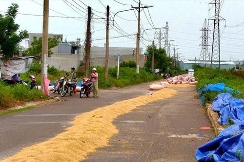 Chiếm dụng lòng đường để phơi lúa