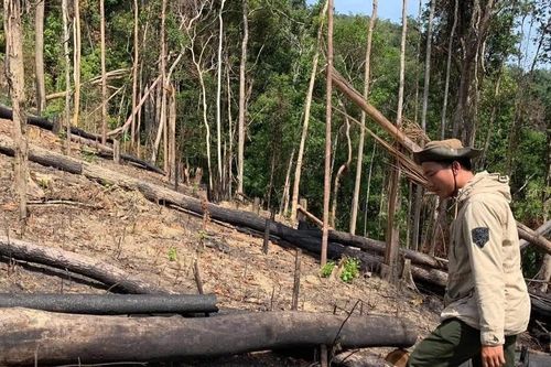Nan giải thu hồi đất rừng bị lấn chiếm ở Đắk Lắk và Đắk Nông