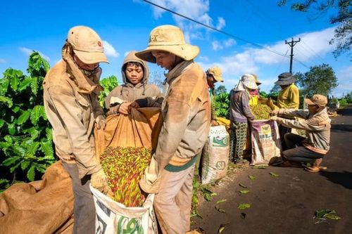 Mùa quả đỏ rộn ràng trên cao nguyên