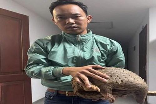 Hà Nội: Phát hiện đối tượng vận chuyển 2 cá thể tê tê tại khu vực phố cổ