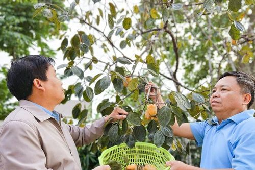 Phục tráng giống hồng không hạt, giòn ngọt nức tiếng ở thành Vinh