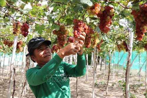 Nông dân Ninh Thuận chuẩn bị cho vụ nho Tết