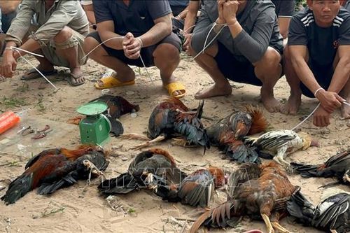 Triệt phá tụ điểm đánh bạc 'đá gà cựa' ở khu vực biên giới