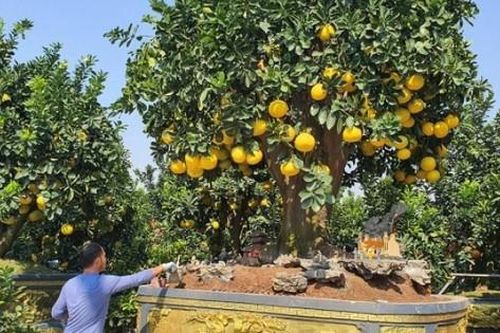 Cận cảnh chậu bưởi dát vàng nặng 12 tấn, chủ nhân ra giá 650 triệu đồng mới bán