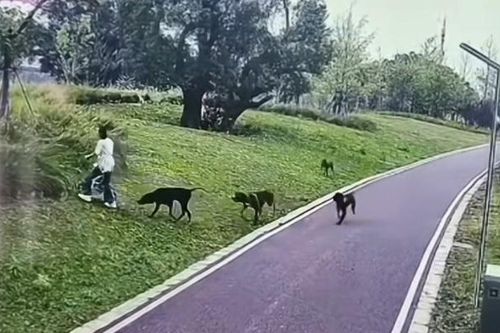 Đang đi dạo, 2 mẹ con bị 4 con chó dữ lao vào tấn công