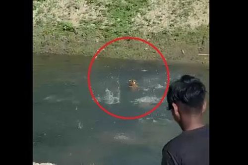 Hổ dữ đi vào làng, người dân liều lĩnh ném đá tấn công
