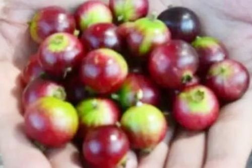 Quả kinh dị mang tên 'cắt lưỡi', xưa bị ghét bỏ, nay là đặc sản bạc triệu