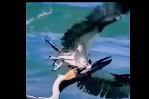 CLIP: Đụng nhầm con mồi không nên đụng, bồ nông nhận kết cục bi thảm