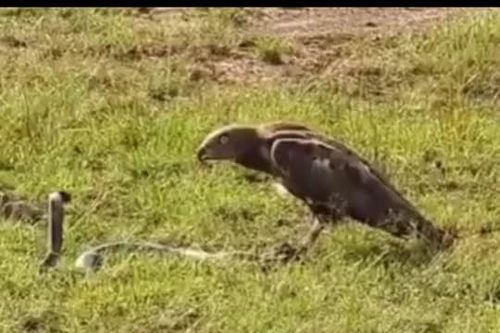 CLIP: Cuộc đối đầu kịch tính giữa rắn hổ mang và chim ưng, kết cục ra sao?