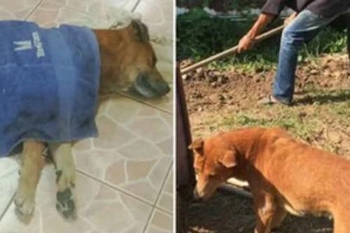 Chú chó ở Thái Lan nằm khóc trong tang lễ của chủ rồi qua đời, ai cũng xúc động