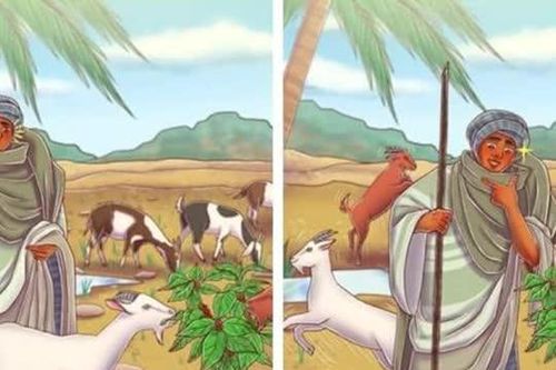 7 điều thú vị về cà phê: Từ chú dê Ethiopia đến hạt cà phê đắt nhất thế giới, đọc xong lại muốn nhấp thêm một ngụm