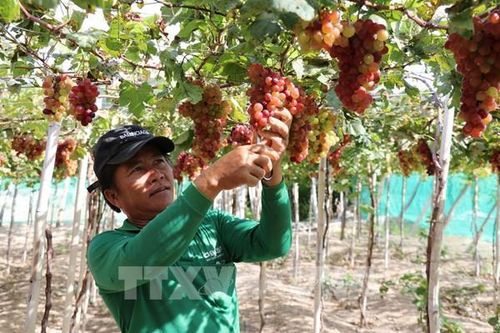 'Thủ phủ' nho Ninh Thuận chuẩn bị cho vụ Tết năm 2025