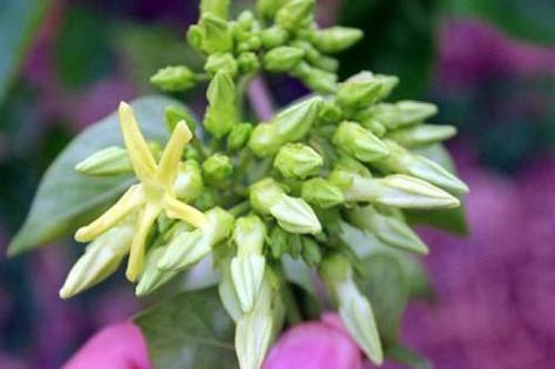 Vấn vương những chùm hoa 'đốm nắng'
