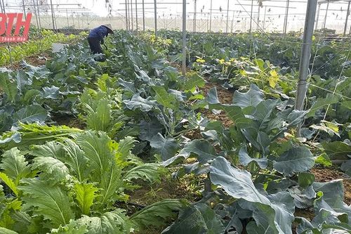 Tập trung sản xuất rau màu, đảm bảo chủ động nguồn cung