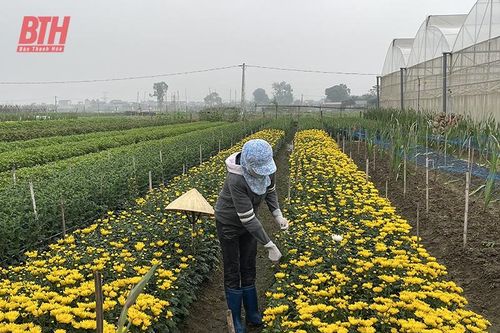 Trên những cánh đồng sản xuất hoa vụ tết
