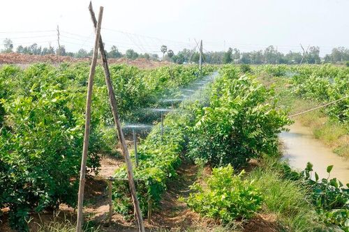 Huyện Tri Tôn đẩy mạnh ứng dụng công nghệ cao trong lĩnh vực nông nghiệp