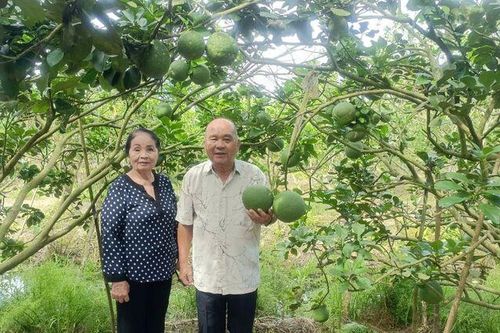 Sẵn sàng vụ bưởi Tết
