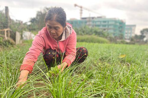 Thêm thu nhập nhờ cây kiệu hương