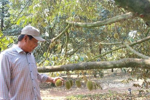 Thay đổi tập quán canh tác để sản xuất nông nghiệp an toàn