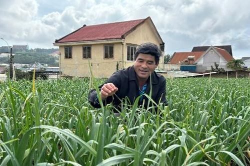 Thơm nồng tỏi tím Đà Lạt