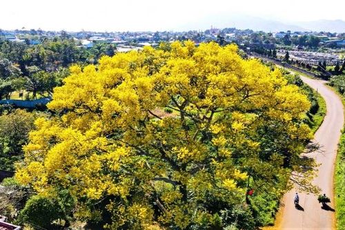 Từng bước hiện thực hóa ý tưởng 'Thành phố Hoa phượng vàng'