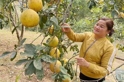 Khát vọng vươn lên trên đất khó